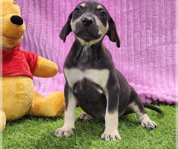 Medium Photo #3 Catahoula Leopard Dog Puppy For Sale in CUMBY, TX, USA