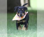 Small #1 Miniature Pinscher Mix