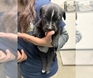 Mutt Dogs for adoption in Bakersfield, CA, USA