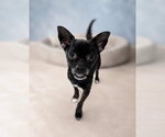 Small #3 Chihuahua Mix