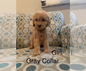 Labradoodle Puppy for sale in COLUMBUS, IN, USA