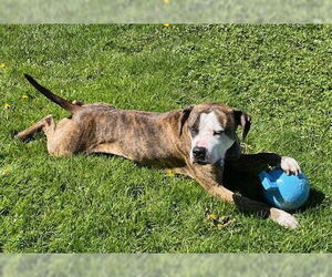 Rocky (the Brindle) - Male Mutt Dog for Adoption - Photo #8