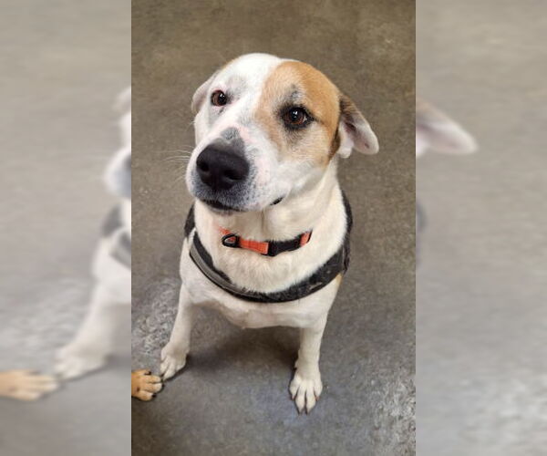 Medium Photo #5 Labrador Retriever-Unknown Mix Puppy For Sale in Mountain View, AR, USA