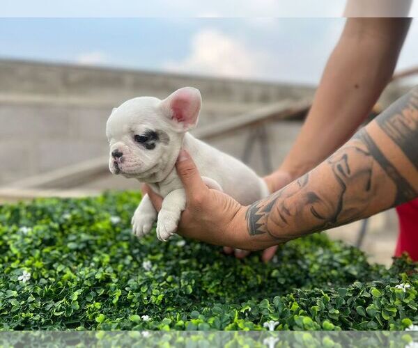Medium Photo #1 French Bulldog Puppy For Sale in JOHNSTON, RI, USA