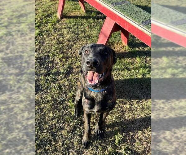 Medium Photo #1 Holland Shepherd-Unknown Mix Puppy For Sale in Riverside, CA, USA