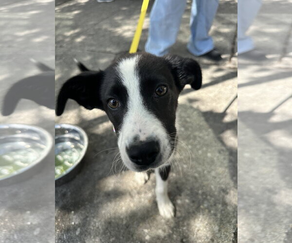 Medium Photo #1 Border Collie-Boxer Mix Puppy For Sale in Germantown, OH, USA