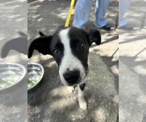 Border Collie-Boxer Mix Dogs for adoption in Germantown, OH, USA