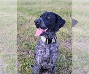 Father of the German Shorthaired Pointer puppies born on 03/08/2026