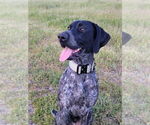 Small Photo #1 German Shorthaired Pointer Puppy For Sale in LOS ALAMOS, CA, USA