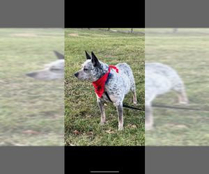 Brutus - Male Mutt Dog for Adoption - Photo #4