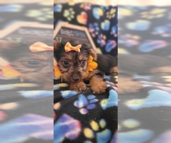 Medium Photo #1 Yorkshire Terrier Puppy For Sale in AKRON, OH, USA