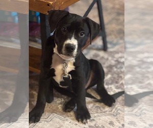 Hershey - Candy Litter (Trixie mom) - Male American Staffordshire Terrier-Unknown Mix Dog for Adoption - Photo #2