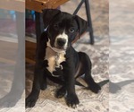 Small Photo #2 American Staffordshire Terrier-Unknown Mix Puppy For Sale in Holly Springs, NC, USA