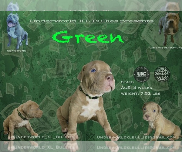 Medium Photo #3 American Pit Bull Terrier Puppy For Sale in PALM BCH GDNS, FL, USA