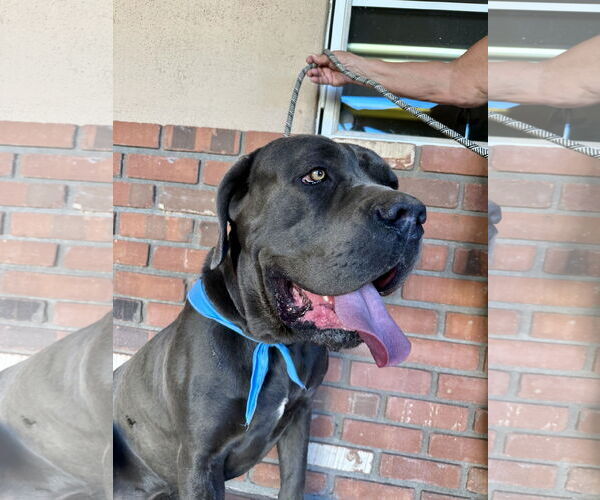 Medium Photo #5 Mutt Puppy For Sale in Goodyear, AZ, USA