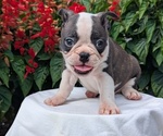 Puppy Nash Faux Frenchbo Bulldog