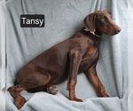 Small #2 Doberman Pinscher