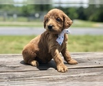 Small Photo #5 Goldendoodle Puppy For Sale in KISSIMMEE, FL, USA