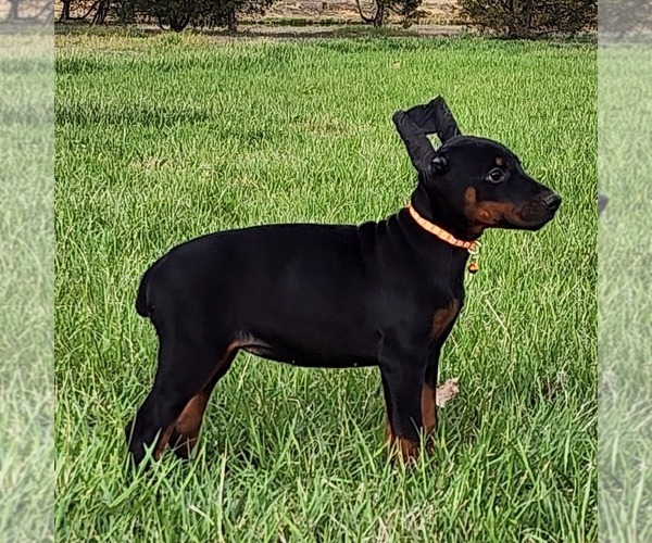 Medium Photo #2 Doberman Pinscher Puppy For Sale in MARYSVILLE, IN, USA