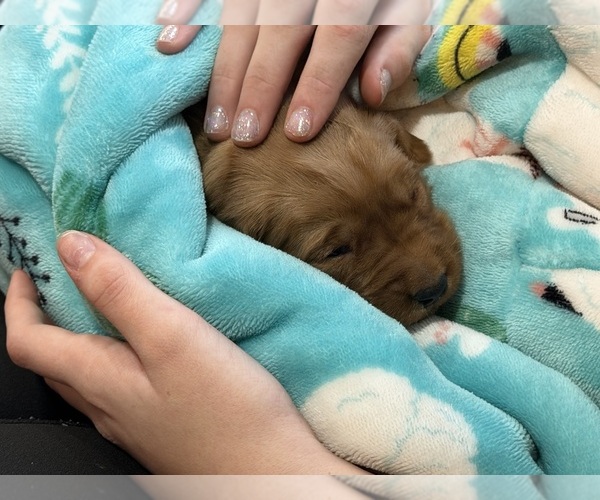 Medium Photo #13 Golden Retriever Puppy For Sale in WOODSTOCK, CT, USA