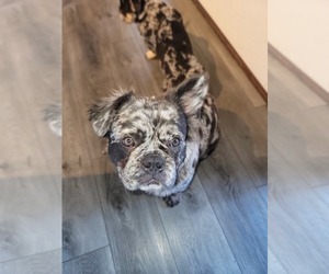French Bulldog Puppy for sale in MISHAWAKA, IN, USA