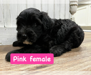 Sheepadoodle Puppy for Sale in FRANKLINTON, Louisiana USA