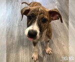 Small #4 Mutt