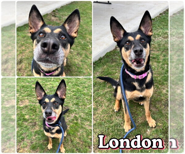 Medium Photo #1 Mutt Puppy For Sale in Pierceton , IN, USA