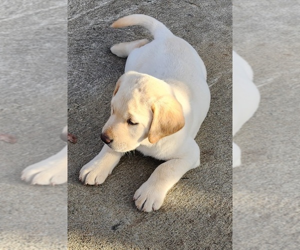 Medium Photo #4 Labrador Retriever Puppy For Sale in CONNERSVILLE, IN, USA