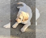 Small Photo #4 Labrador Retriever Puppy For Sale in CONNERSVILLE, IN, USA