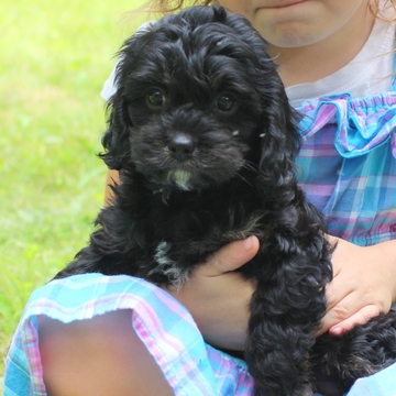 Medium Photo #1 Cavapoo Puppy For Sale in GAP, PA, USA