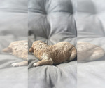 Puppy AKC Bliss Poodle (Toy)