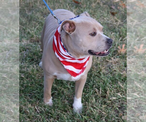 Medium Photo #2 American Pit Bull Terrier-Unknown Mix Puppy For Sale in Bandera, TX, USA