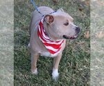 Small #1 American Pit Bull Terrier Mix