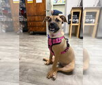 Small #4 Boxer Mix