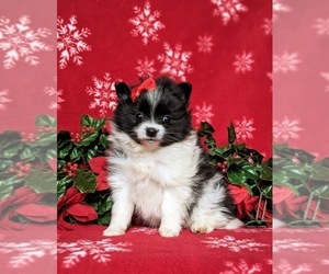 Pomeranian Puppy for sale in OXFORD, PA, USA