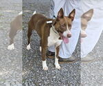 Small #5 Labrador Retriever Mix
