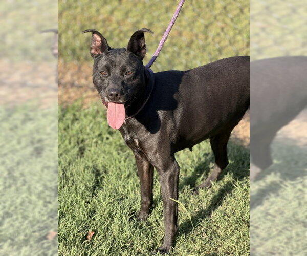 Medium Photo #4 Mutt Puppy For Sale in Lake Wylie, SC, USA