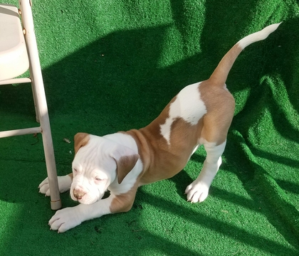 Medium Photo #1 American Bulldog Puppy For Sale in BLACKSBURG, VA, USA