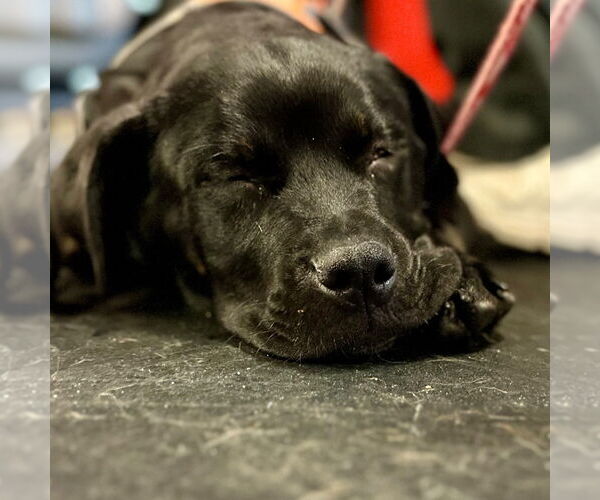 Medium Photo #7 Retriever -Unknown Mix Puppy For Sale in Canton, CT, USA