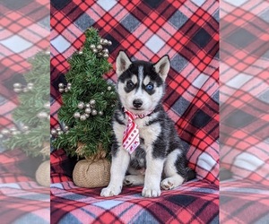 Siberian Husky Puppy for sale in EPHRATA, PA, USA