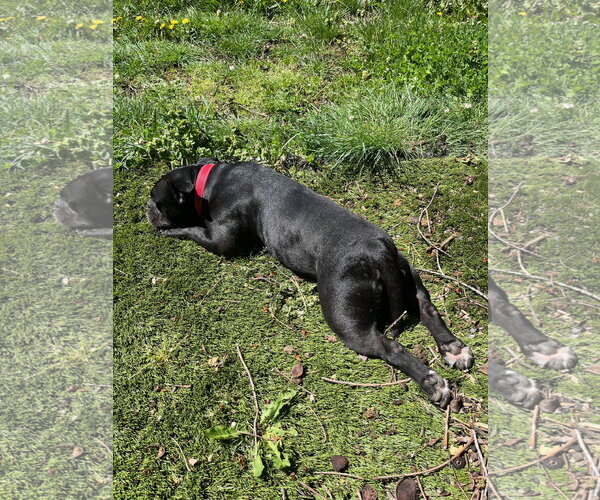 Medium Photo #4 French Bulldog-Unknown Mix Puppy For Sale in Milwaukie, OR, USA