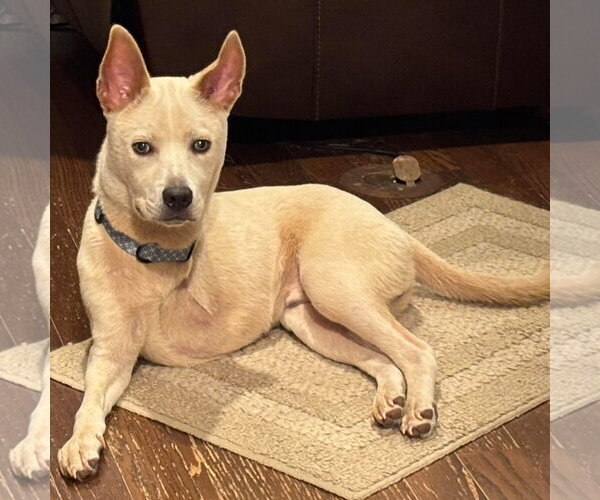 Medium Photo #1 Labsky Puppy For Sale in Jackson, MS, USA