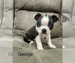 Puppy George Boston Terrier