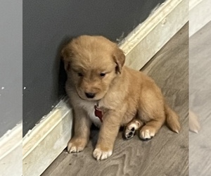Golden Retriever Puppy for sale in YUMA, AZ, USA