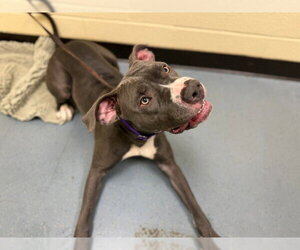 American Staffordshire Terrier Dogs for adoption in Denver, CO, USA
