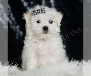 Medium Maltese