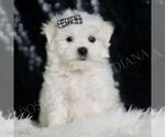 Puppy 3 Maltese