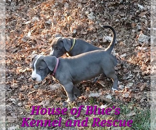 Medium Photo #3 American Pit Bull Terrier Puppy For Sale in DELAWARE, OH, USA