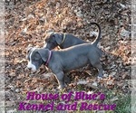 Small #2 American Pit Bull Terrier